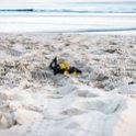 AUST QLD Coolangatta 2016OCT07 Beach 007 : 2016, Australia, Coolangatta, Date, Month, October, Places, QLD, Year